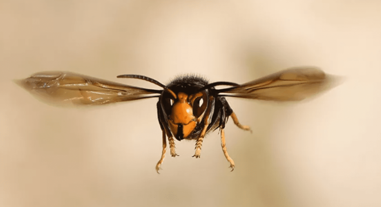 Mais de 20 ninhos de vespas gigantes foram encontrados