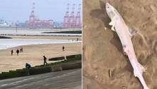 Homem sai para passear e encontra na praia dezenas de tubarões misteriosamente mortos