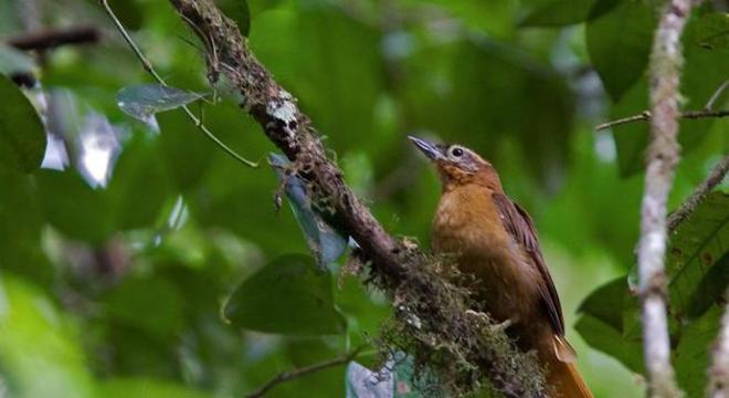 30 animais extintos durante os últimos séculos da humanidade