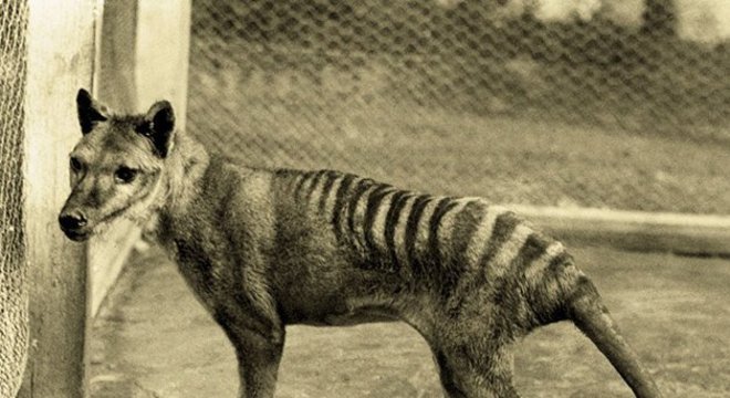 30 animais extintos durante os últimos séculos da humanidade