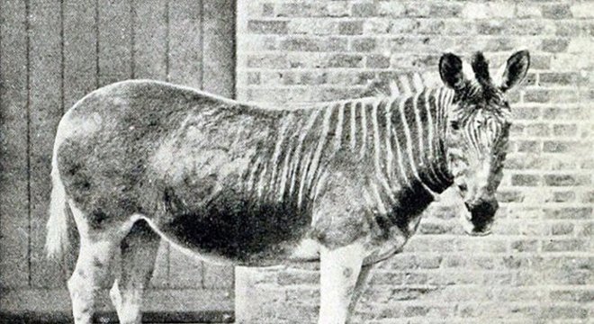 30 animais extintos durante os últimos séculos da humanidade