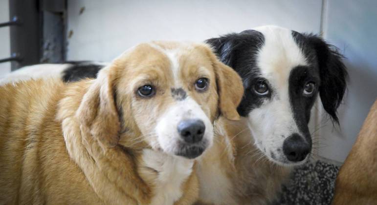 Trinta e três animais estão disponíveis para adoção na Zoonoses