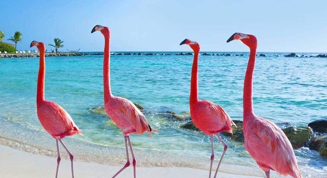 4 coisas que você precisa saber agora mesmo sobre os flamingos