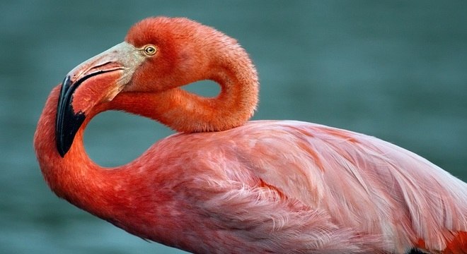 4 coisas que você precisa saber agora mesmo sobre os flamingos