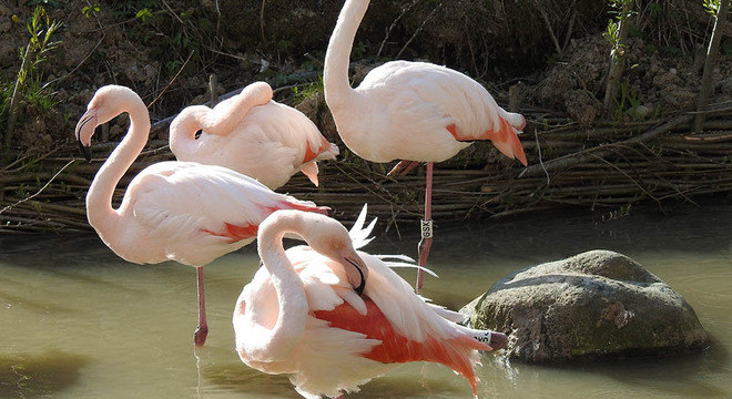4 coisas que você precisa saber agora mesmo sobre os flamingos