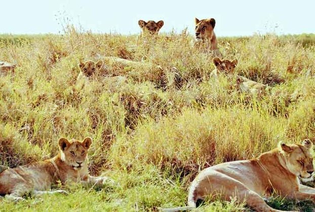 4º - Serengeti Natinal Park ( Tanzânia ) - 7.37 - É um parque nacional de grandes dimensões (cerca de 40000km²) no norte da Tanzânia e sudoeste do Quênia, na África Oriental. Famoso pelas migrações anuais de gnus, zebras e gazelas que acontecem de maio a junho. É patrimônio mundial da UNESCO desde 1981.