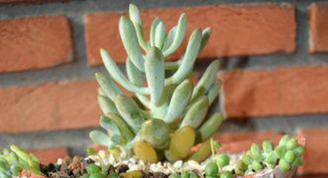 44027- jardim pequeno -henrique-vital-viva-decora