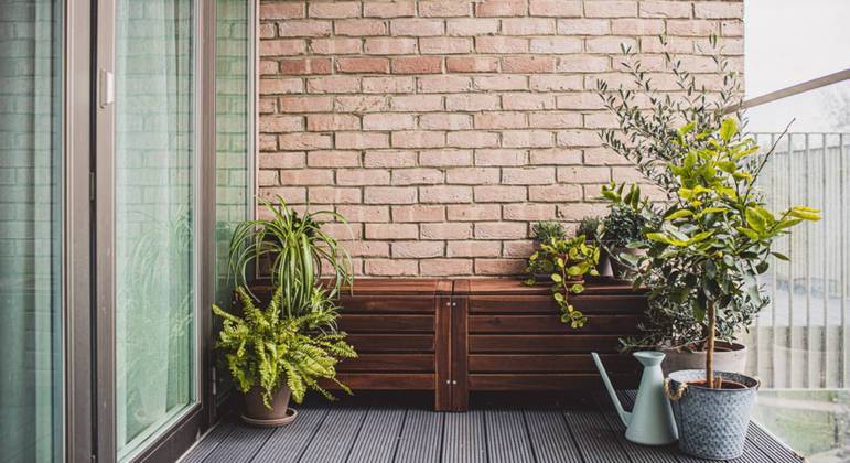 5 plantas que se dão bem em lugares com vento para ter na varanda