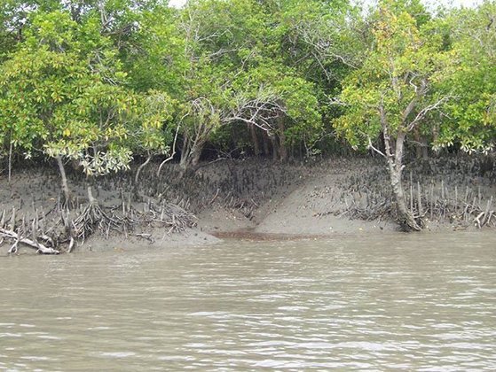 6ª - Parque Nacional do Sundarbans – Índia e Bangladesh - Área composta por pântanos, rios e florestas de mangue do Delta do Ganges. 