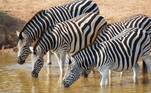 7 animais com características únicas