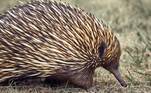 7 animais mais icônicos da australia