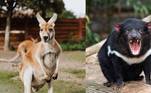 7 animais mais icônicos da australia