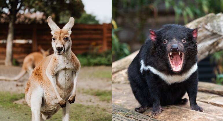 7 animais mais icônicos da australia