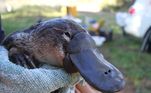 7 animais mais icônicos da australia