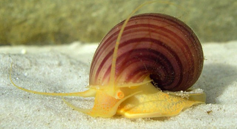 O caracol dourado (Pomacea bridgesii) também entra para a lista de Oliveira. Segundo ele, esses moluscos têm conchas alongadas de maneira distinta, e sua cor pode variar entre o dourado e um tipo de amarelo