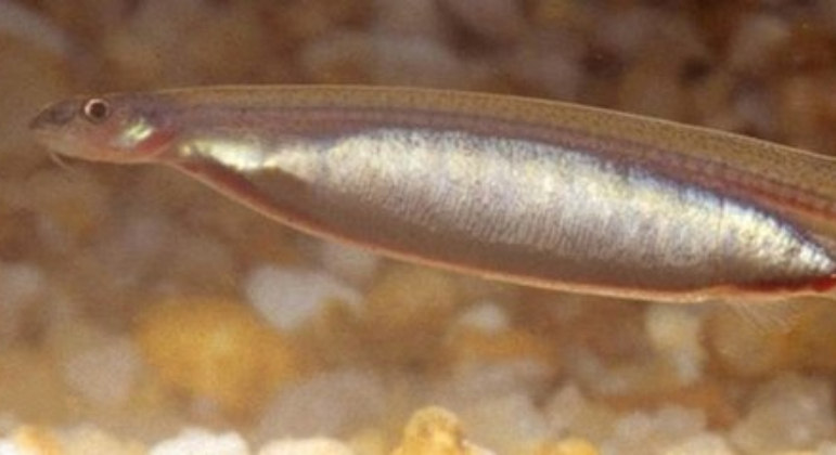 Vitor Filiputti, professor, biólogo e administrador do canal Pido Biologia, conta que o peixe-vampiro (Vandellia cirrhosa) também é uma espécie curiosa. 