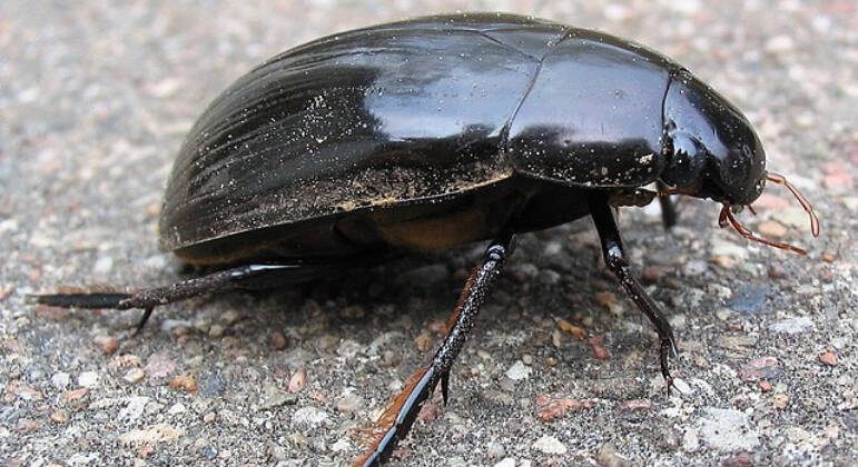 O maior inseto das águas não poderia faltar. Segundo Filiputti, o grande besouro aquático (Hydrophilidae) vive em lagos e lagoas pantanosas e come de tudo que está morto. 