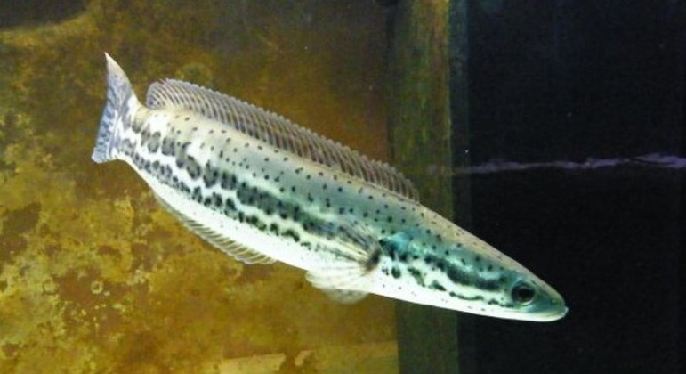 Por fim, Oliveira afirma que o peixe cabeça-de-cobra (Channa diplogramma) consegue sobreviver em ambientes com baixos níveis de oxigênio na água e até se mover na terra por 