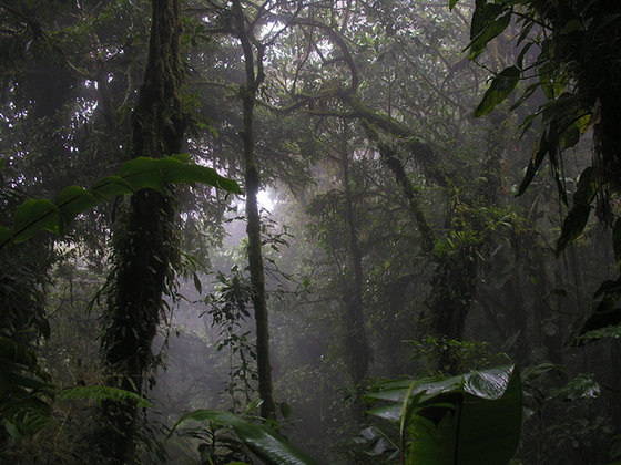 7ª -Reserva Florestal Nublada de Monte Verde – Costa Rica - Localizada numa região alta e montanhosa, a Reserva está quase sempre encoberta por nuvens