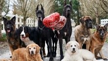 Irmãos viralizam ao mostrar como é ter oito cães enormes em casa 
