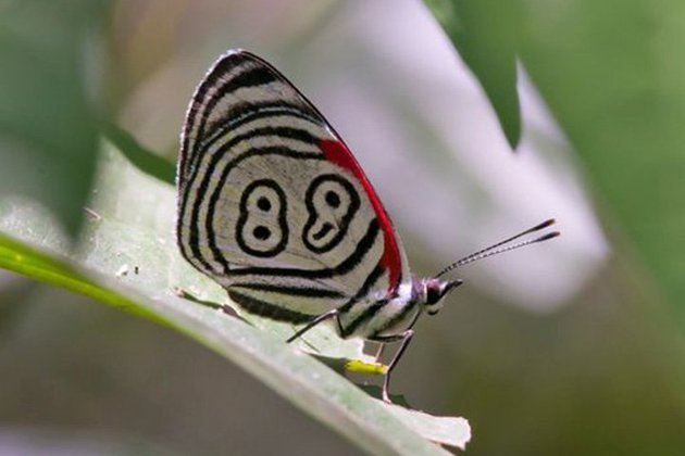 88 - O nome científico é Diaetria Clymena, mas o 88 vem do desenho nas asas, semelhante a este número. Vive na América do Sul. É uma espécie rara, com risco de extinção.  