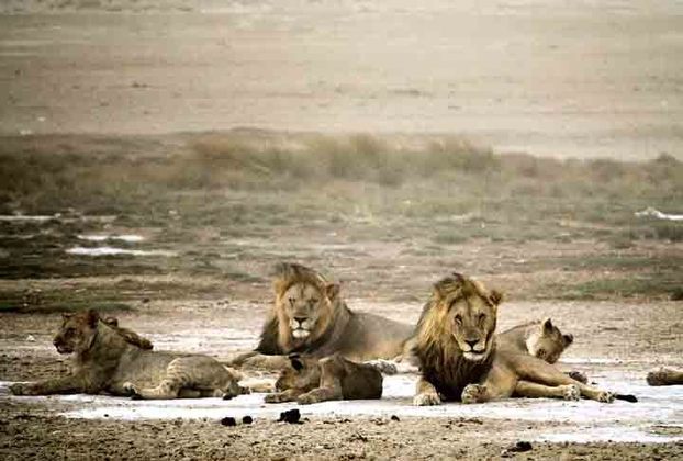 9º - Etosha National Park (Namíbia) - 5.13 - Foi proclamada uma reserva de caça em 22 de março de 1907, pela Portaria 88 pelo governador alemão do Sudoeste Africano, Dr. Friedrich von Lindequist. Designada como Wildschutzgebiet Nr. 2 que significa Reserva de Caça n.º 2, em ordem numérica contando para oeste da Faixa de Caprivi (Reserva de Caça Nº 1) e a anterior Namib (Reserva de Caça n.º 3)