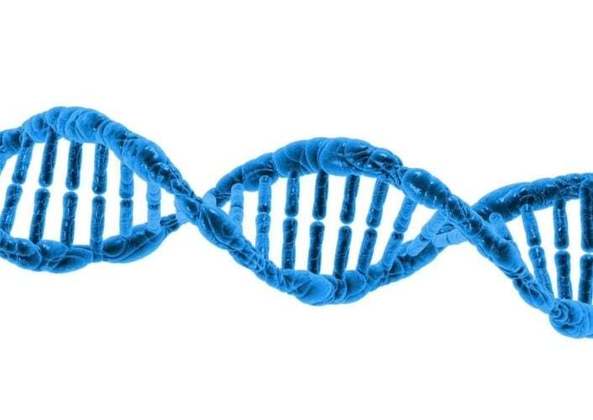 A adaptação teria ocorrido por alteração no DNA do baço, tornando o órgão maior que o dos outros humanos.