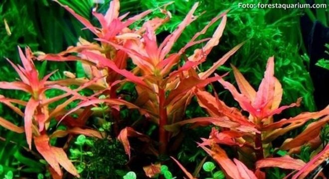 A amania rosada se destaque no aquário. Fonte Forestauquarium