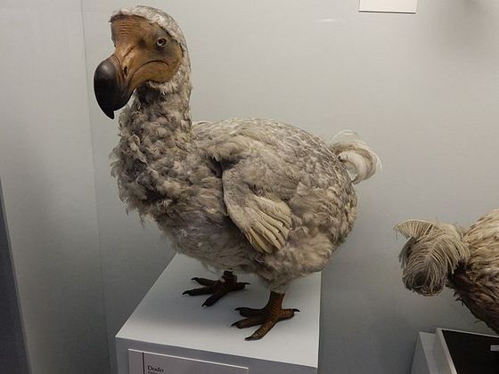 A anatomia dos pacatos dodôs, que não voavam, pois tinham asas atrofiadas, pernas robustas, ossos pesados e pelve larga, favorecia a vida terrestre.