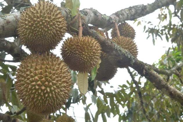 A árvore da durian pode atingir 50 metros de altura. 