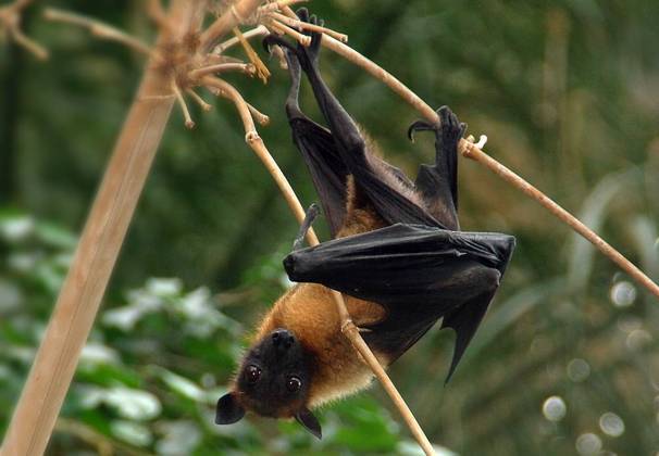 A asa do morcego é formada principalmente por três dedos (terceiro, quarto e quinto) que dão suporte a um tecido suave - a membrana alar - empregada no voo. São asas macias e quentes. 