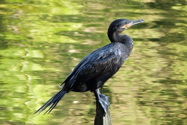 A ave foi identificada como um biguá,  ave aquática da família Phalacrocoracidae de coloração preta com o dorso cinza