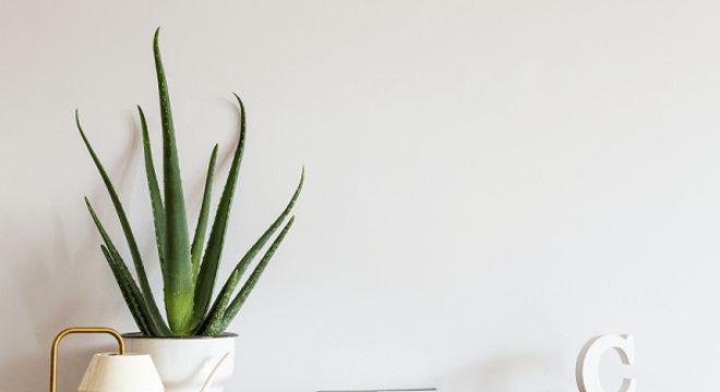 A babosa é uma das plantas para quarto que enfeitam e purificam o ar