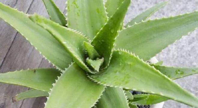 A Babosa é uma das plantas para quarto que purificam o ar, neutralizando algumas substâncias