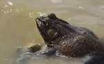 A
série A Bíblia mostrou que o castigo aos egípcios continua. Na
última quinta (10), milhares de rãs saíram do rio Nilo para invadir as terras
do faraó Ramsés (Sérgio Marone); veja a seguir imagens marcantes do capítulo

 