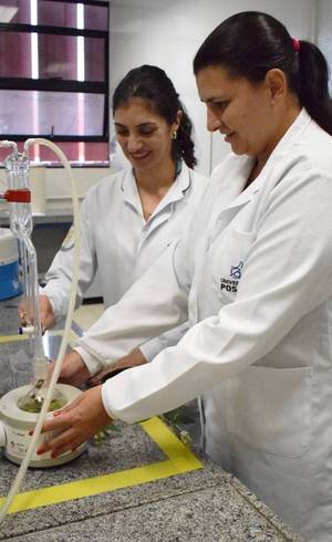 A bióloga Jéssica (à direita), em pesquisa com uso da erva baleeira