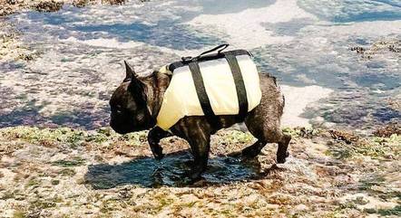 A buldogue francês Gaia curtindo um dia de praia no Nordeste em viagem com a família