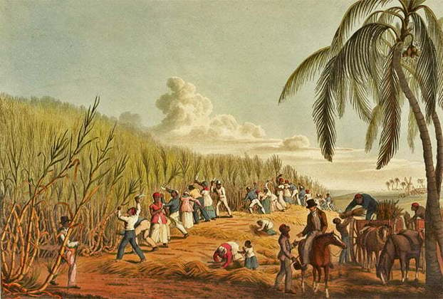 A cachaça, portanto, está diretamente ligada à cultura da cana-de-açúcar, uma força econômica no Brasil Colonial. A primeira plantação surgiu em 1504, a cargo de Fernão de Noronha, na ilha que passou a se chamar Fernando de Noronha (PE). 