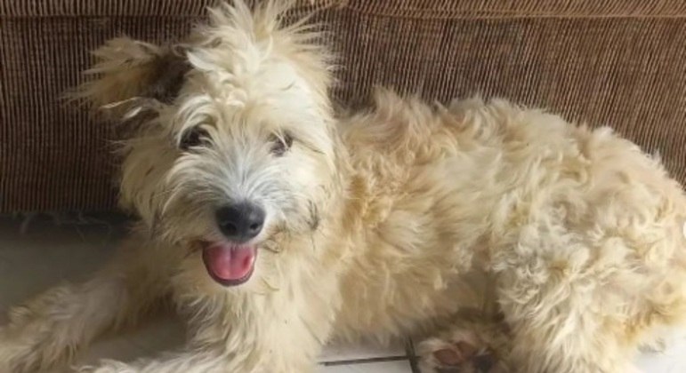 A cachorra Mel, que já encontrou uma nova dona