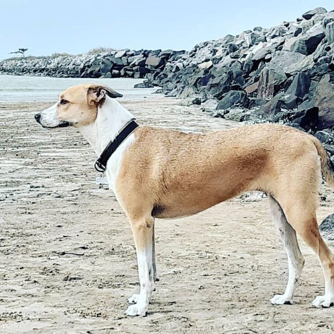 A cachorra Pandora
