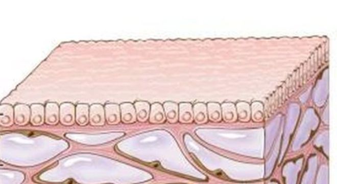 A camada de cima é a mucosa; as partes rosas são as estruturas de colágeno que criam as cavidades cheias de fluído (representado pela cor lilás)