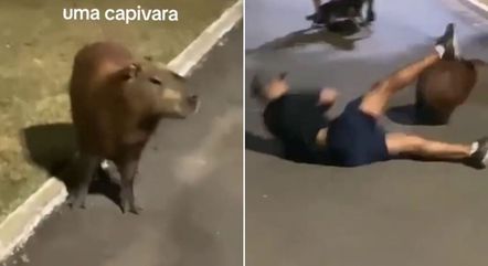 Capivara observa sua vítima antes de atacar e 'atropelar' um homem em Cuiabá
