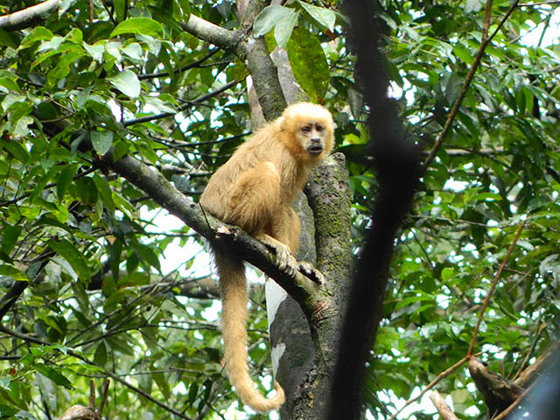 A cauda do macaco-prego é preênsil, ou seja, pode se agarrar em estruturas. No caso, galhos de árvore.