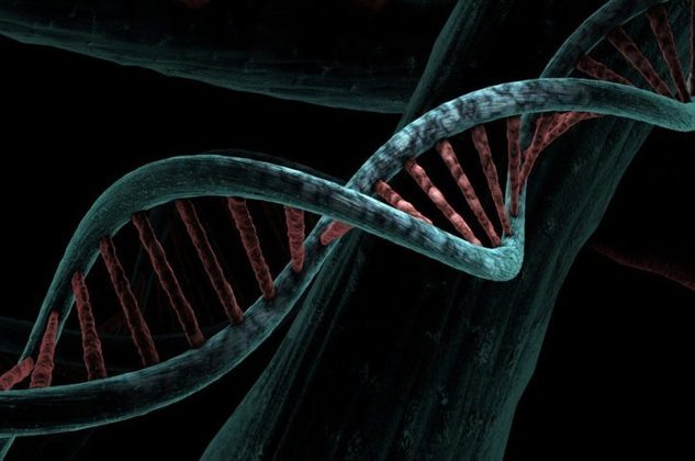 A Celestis acredita que o DNA pode ser usado por cientistas para entender como a humanidade evoluiu e para fornecer informações sobre líderes e culturas do passado.