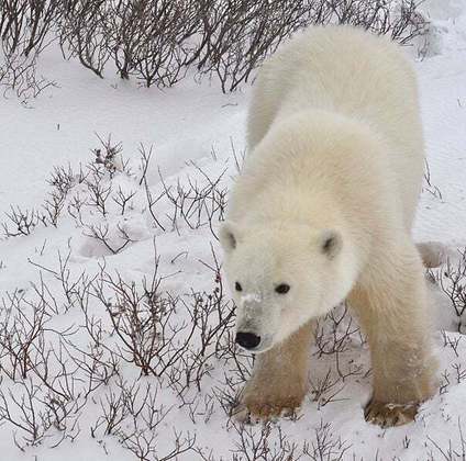 A chegada dos ursos polares no meses do fim do ano ocorre pelo fato de Churchill estar na rota migratória desses mamíferos.