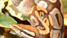 Falso: Cobra gigante flagrada no Pantanal