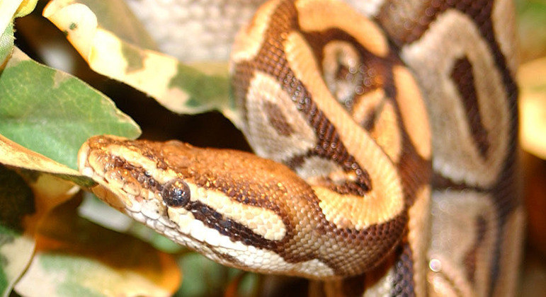 Cobra da espécie píton não existe no bioma do Brasil. Aqui, ela é considerada uma serpente exótica