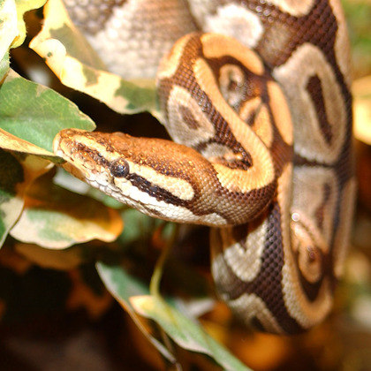 A cobra da espécie píton não existe no bioma do Brasil. Aqui, ela é considerada uma serpente exótica. 