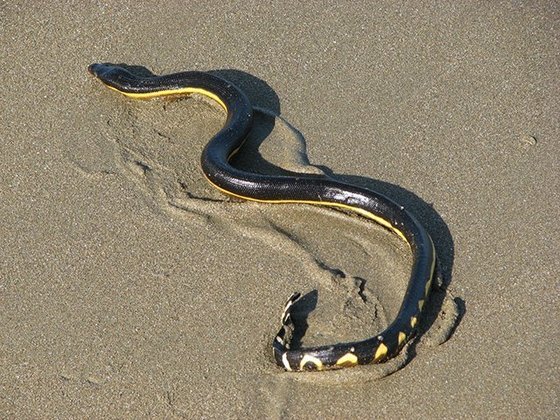 A Cobra de Barriga Amarela, considerada a mais mortal,  tem veneno 100 vezes mais potente que uma cascavel.  Basta 0,01 mg de veneno por quilo para matar. Ou seja, um pessoa de 70 kg seria morta com apenas 0,7 mg de veneno. 