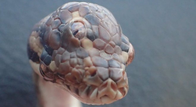 A cobra de três olhos morreu semanas após ter sido encontrada, em março 